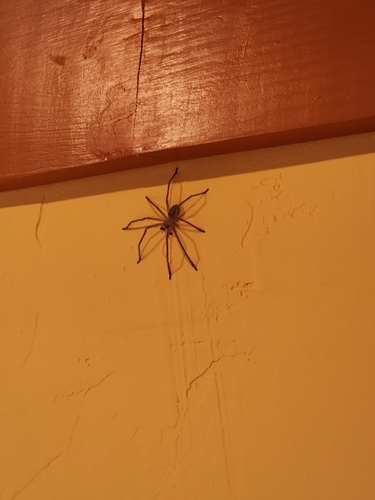 iNaturalist observation photo of Golden Huntsman Spiders