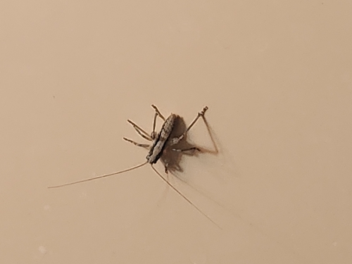 iNaturalist observation photo of Ateloplus