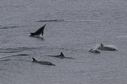 Delphinus delphis