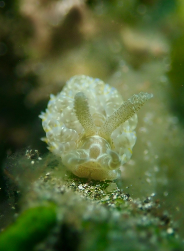 Baeolidia moebii