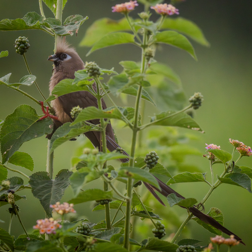 Speckled Mousebird