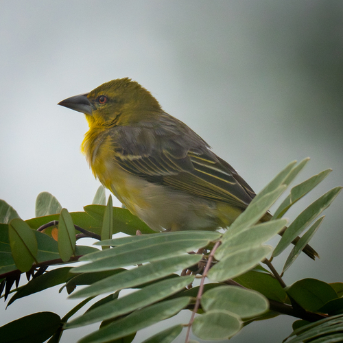 Village Weaver