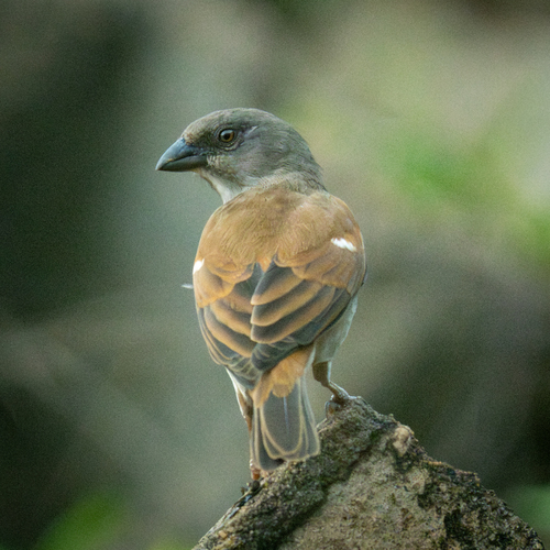 Northern Grey-headed Sparrow