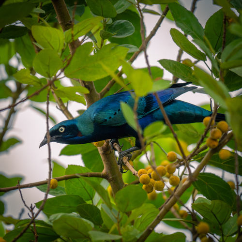Splendid Starling