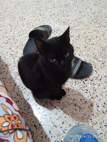 Domestic Cat