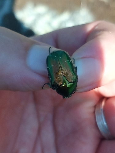 European Rose Chafer
