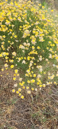 Avistamiento Genista umbellata