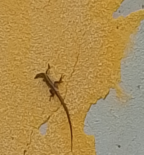 Italian Wall Lizard