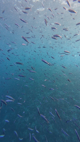 Pterocaesio tile
