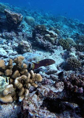 Variola louti