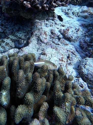 Paracirrhites arcatus