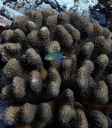 Pycnochromis nigrurus