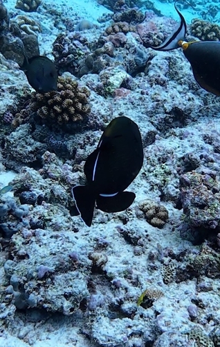 Melichthys indicus