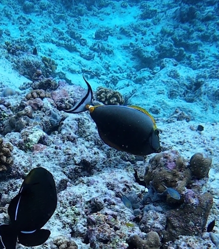 Naso elegans