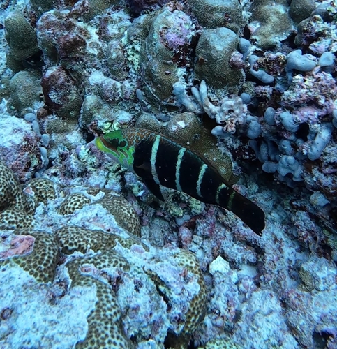 Hemigymnus fasciatus