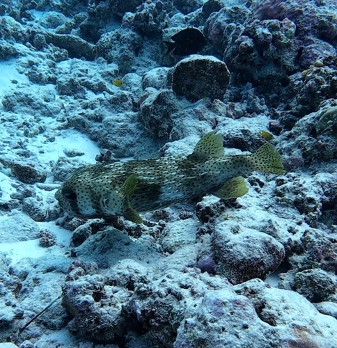Diodon hystrix