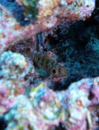 Amblycirrhitus bimacula