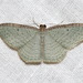 Native Cranberry Moth - Photo (c) john lenagan, all rights reserved, uploaded by john lenagan