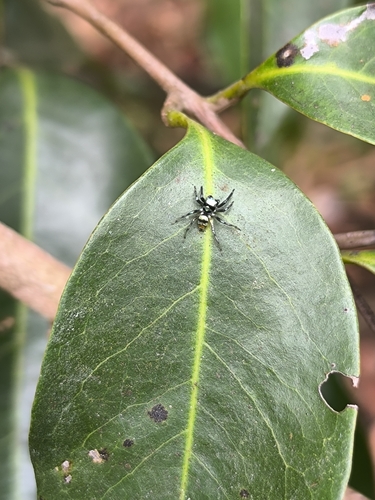 Banded Phintella