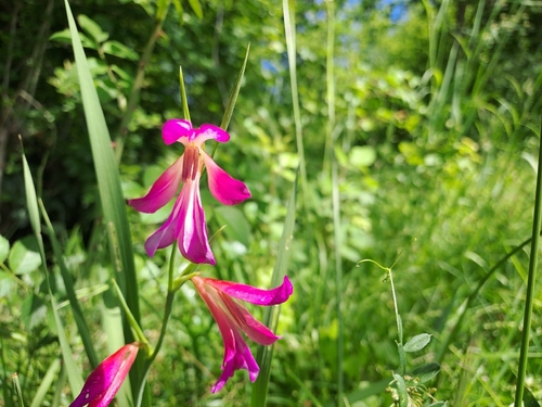 Field Gladiolus