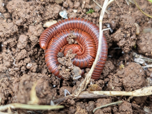 Rusty Millipede