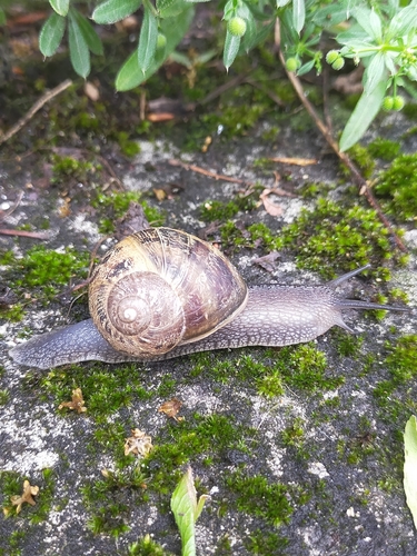 Cornu aspersum