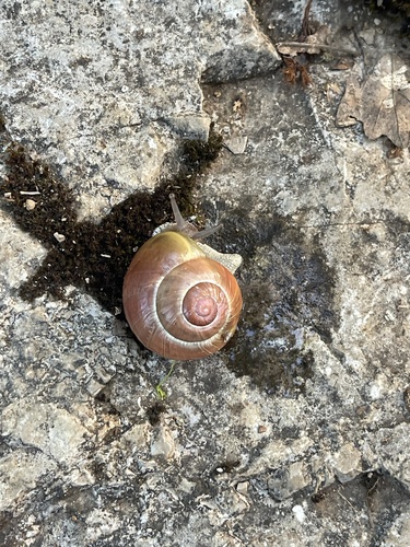 Cepaea nemoralis