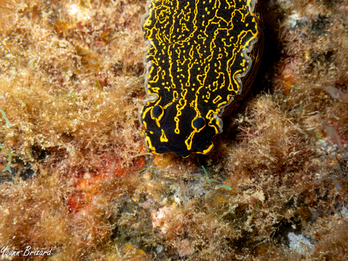 Felimare picta