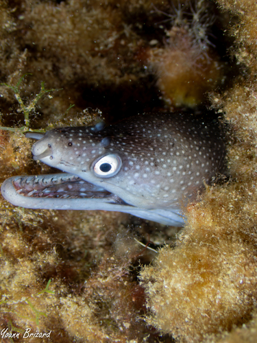 Muraena augusti