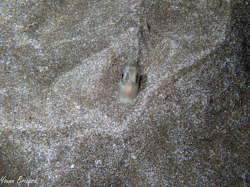 Ariosoma balearicum