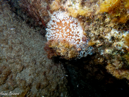 Umbraculum umbraculum