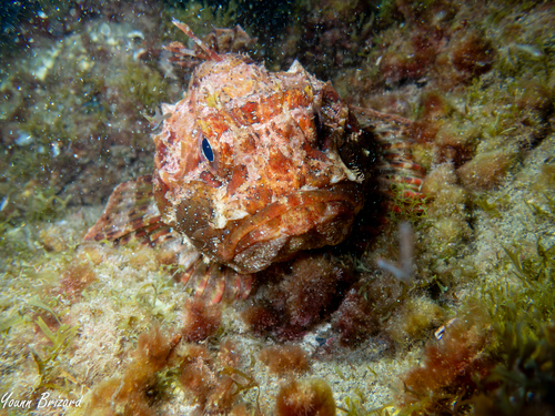 Scorpaena porcus