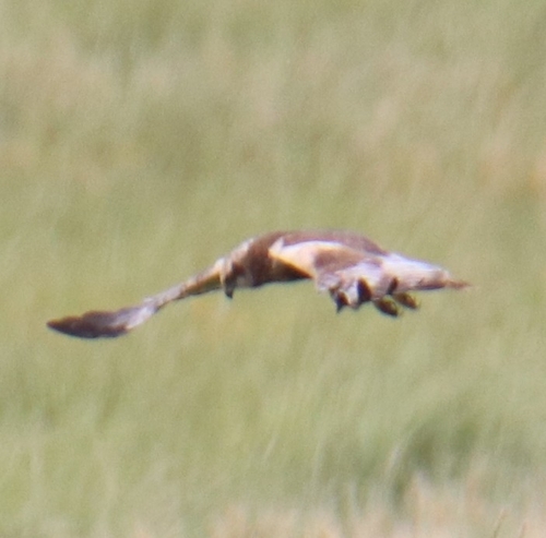 Western Marsh Harrier