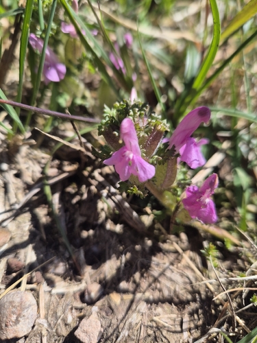 Common Lousewort