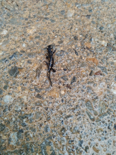 Avistamiento Salamandra común (Sierra Nevada)