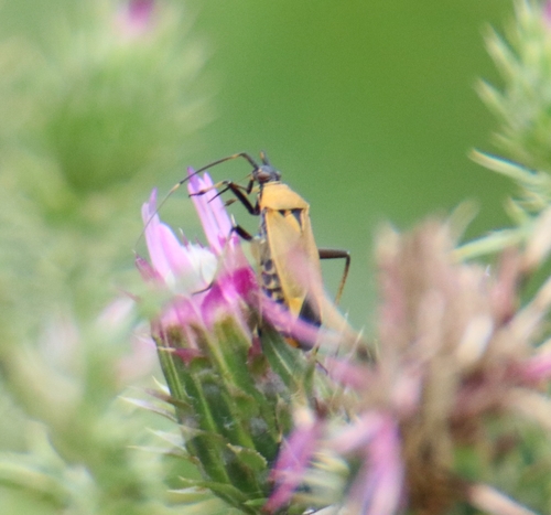 Calocoris nemoralis