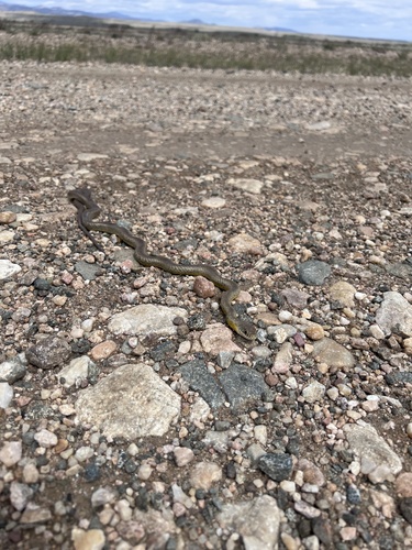 Eastern Yellow-bellied Racer