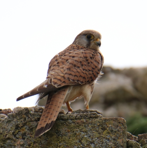 Eurasian Kestrel