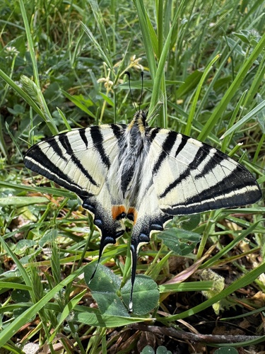Scarce Swallowtail