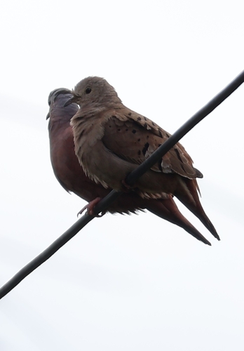 Ruddy Ground Dove