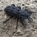 Diabolical Ironclad Beetle - Photo (c) Donald Gump, all rights reserved, uploaded by Donald Gump