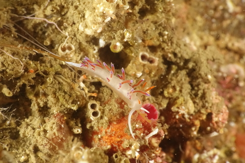Cratena peregrina