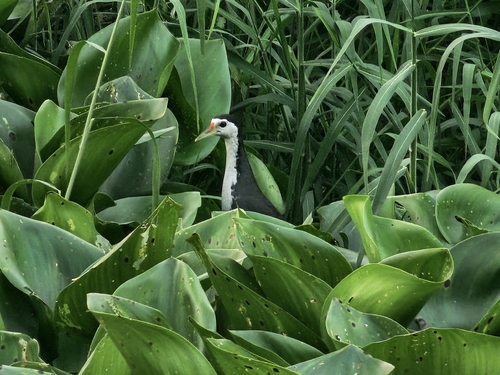 White-breasted Waterhen
