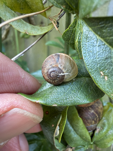 Cornu aspersum