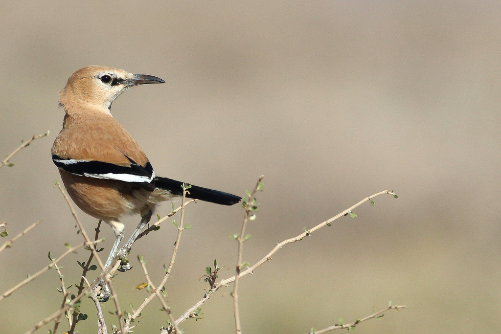 Iranian Ground-Jay photo