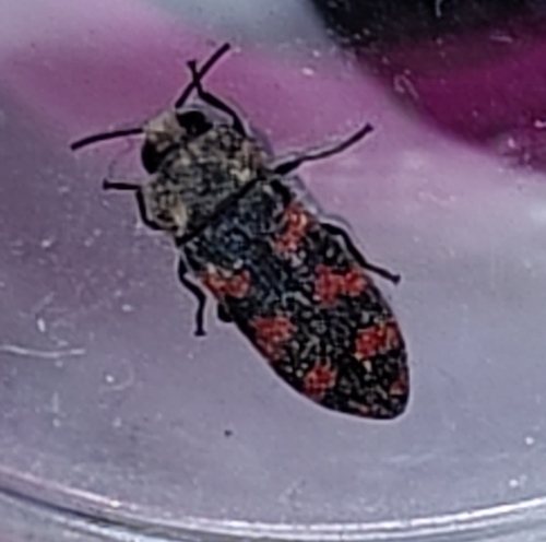Acmaeodera quadrizonata