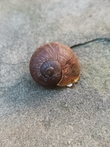 Cornu aspersum