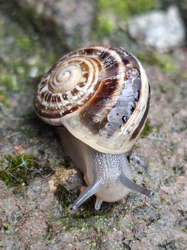 Eobania vermiculata