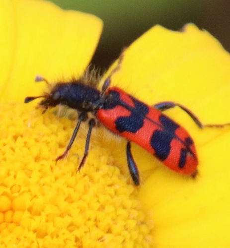Trichodes umbellatarum