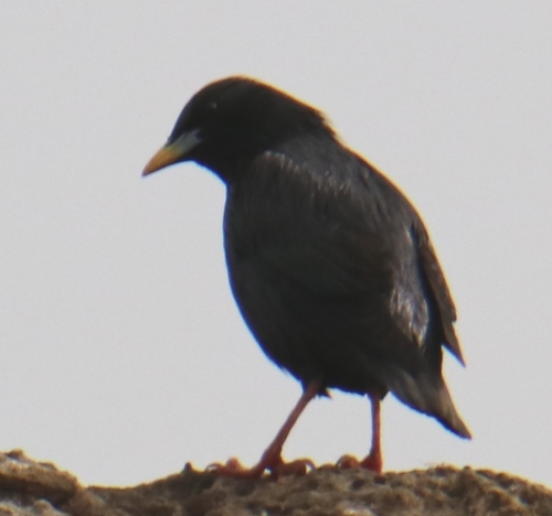 Spotless Starling